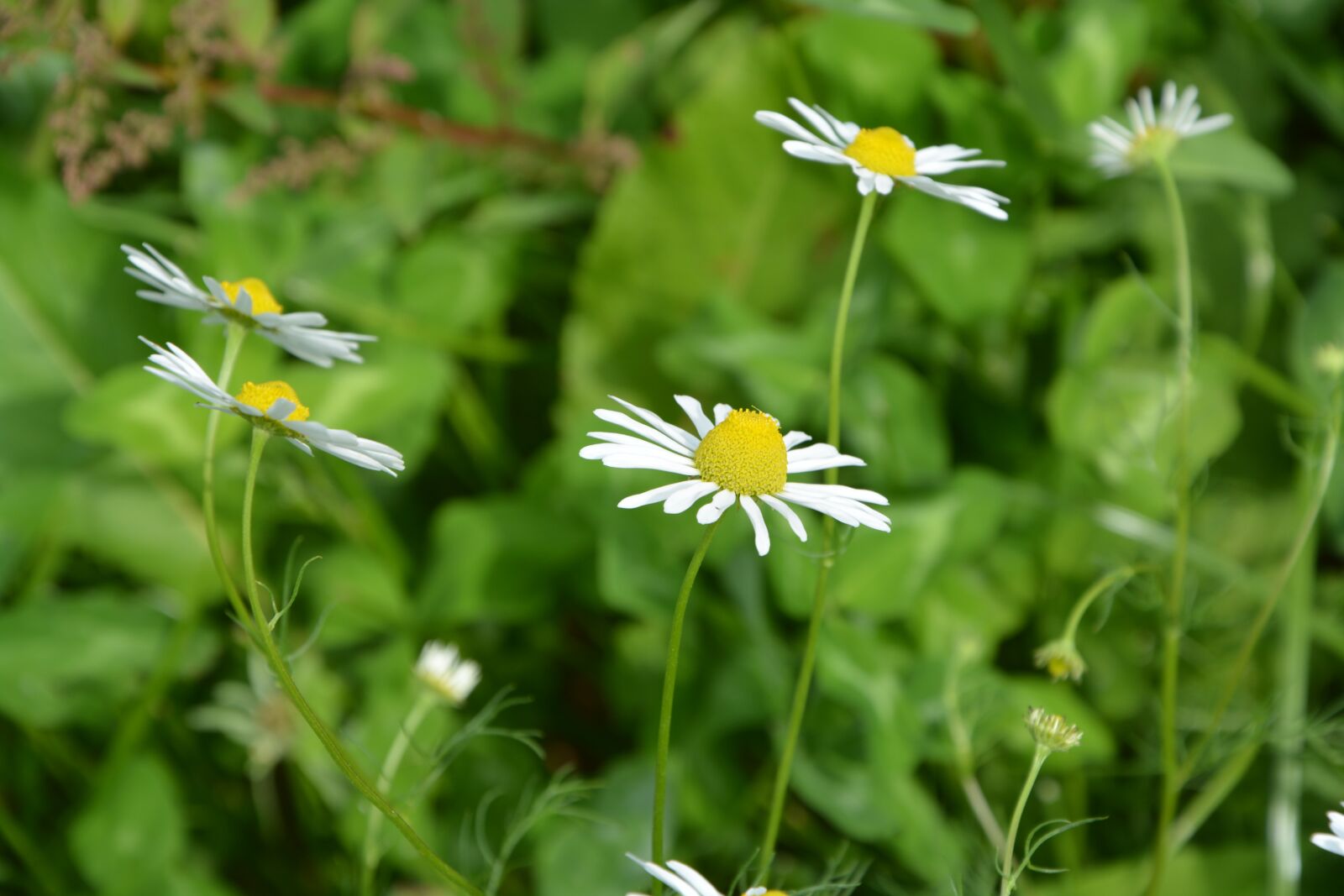 Nikon D5200 sample photo. Flowers, daisies, petals photography