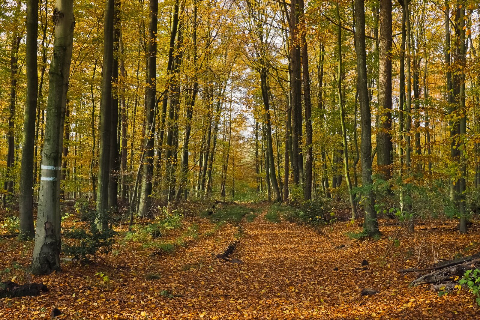 Olympus OM-D E-M10 sample photo. Autumn, nature, trees photography