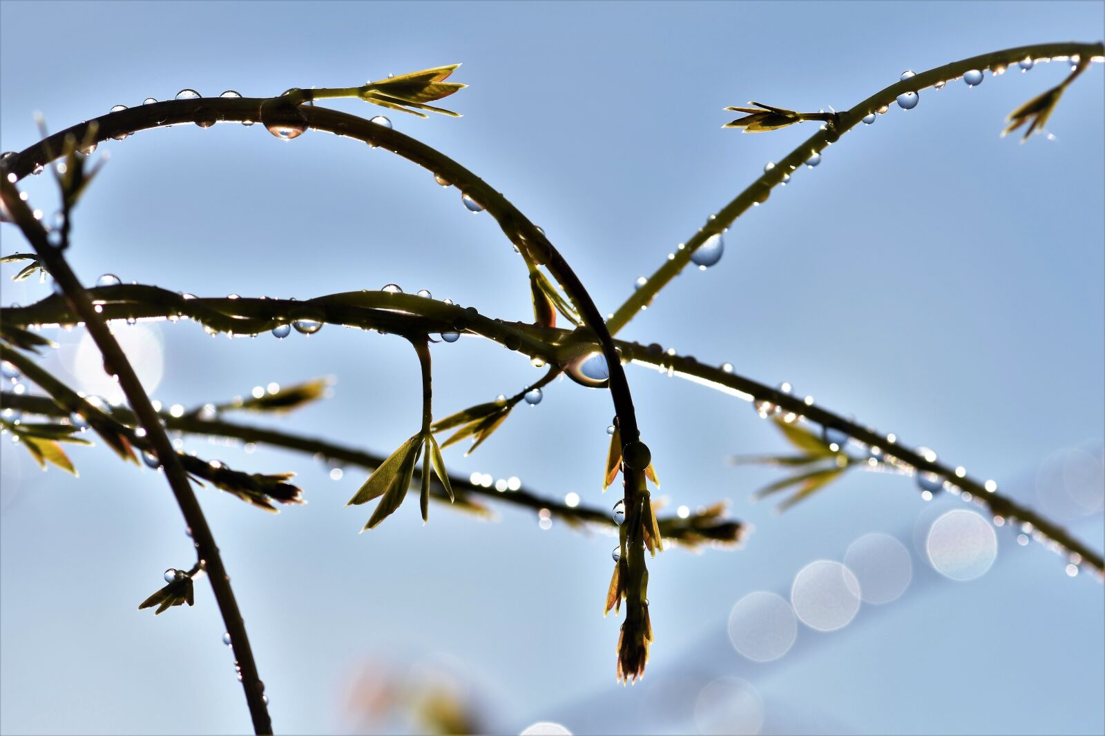 Nikon D5500 sample photo. Raindrop, dewdrop, drip photography