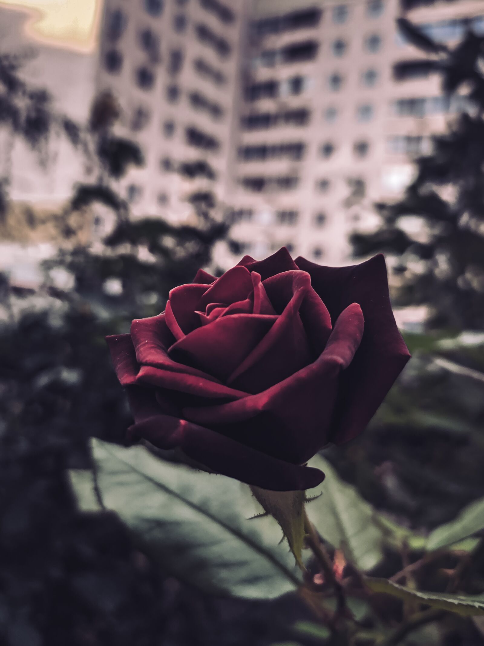 Xiaomi Redmi Note 7 sample photo. Rose, flower, house photography