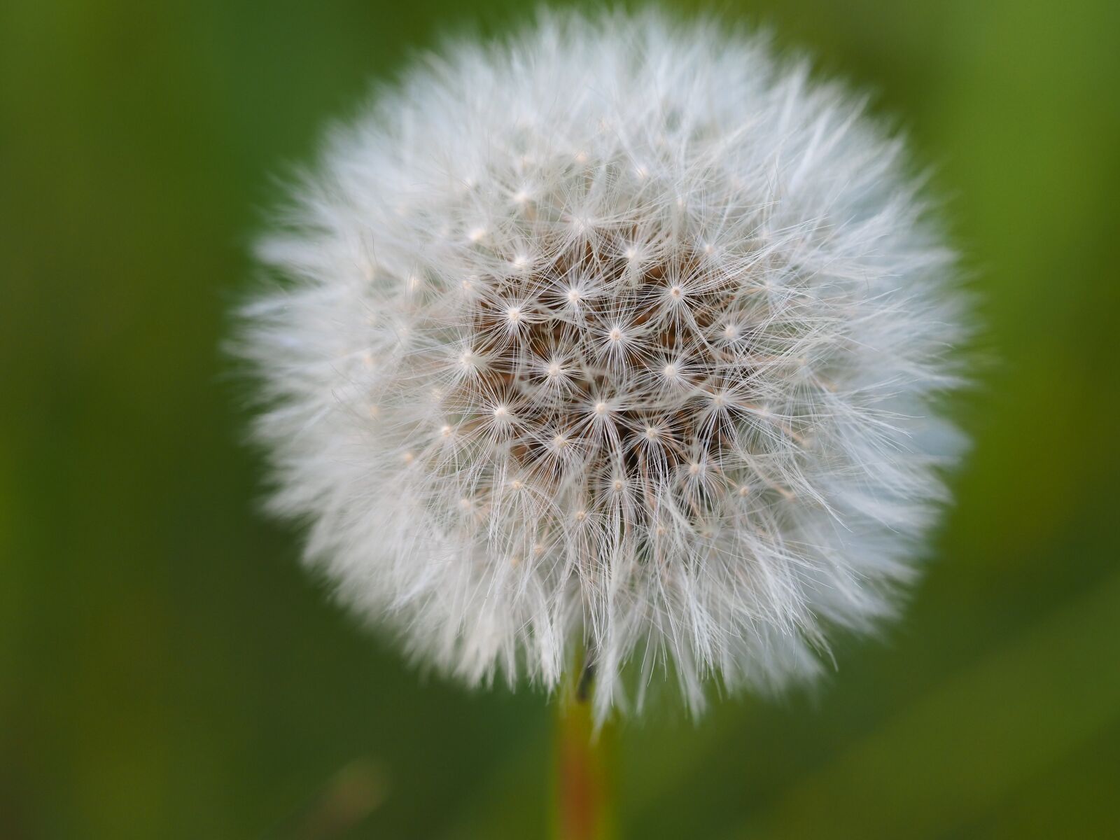 Olympus OM-D E-M10 III sample photo. Dandelion, nature, macro photography