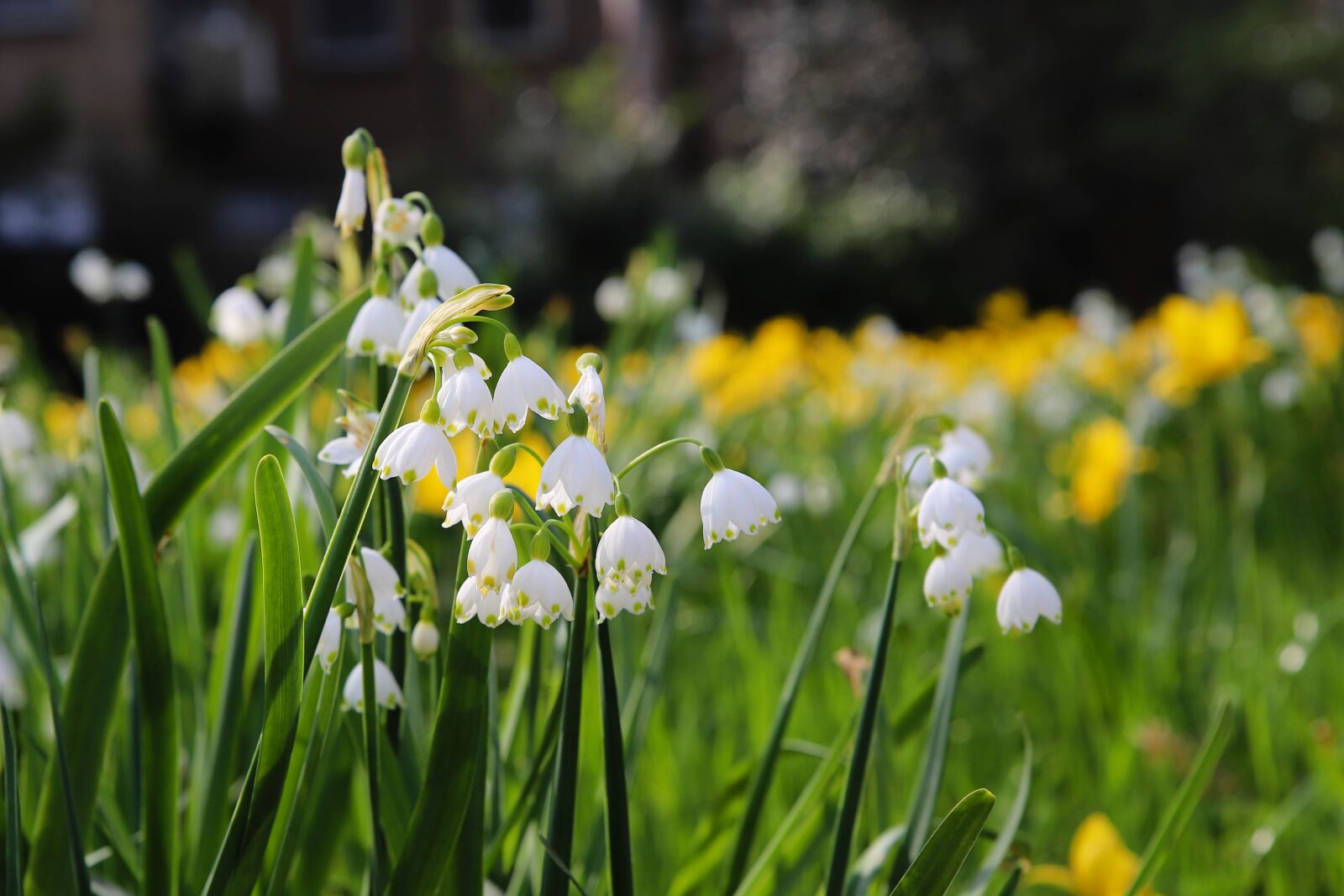 Canon EOS 6D Mark II sample photo. Nature, lenteklokje, outdoor photography
