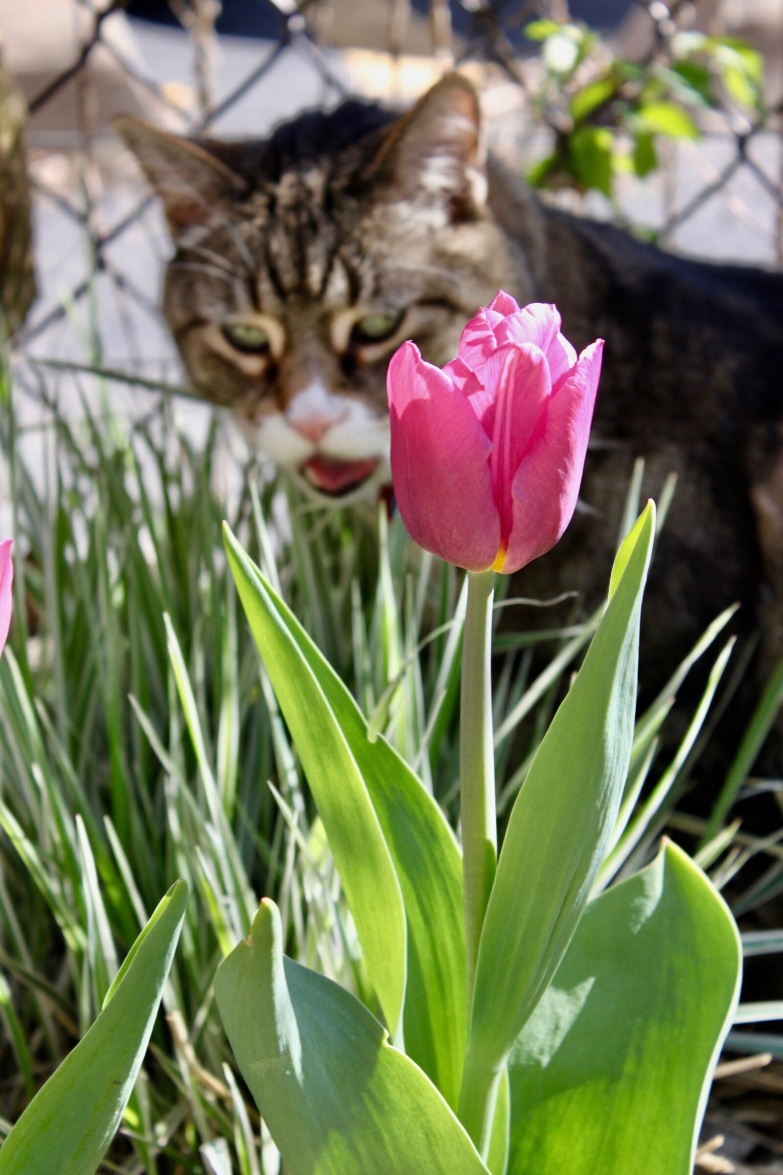 Canon EF-S 18-55mm F3.5-5.6 IS sample photo. Cat, tulip, animal photography
