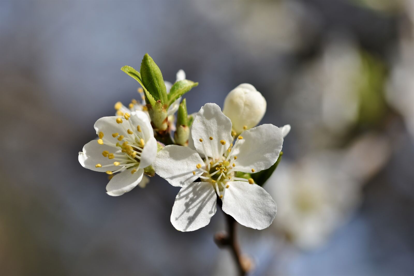 Nikon D7200 sample photo. Plum blossom, blossom, bloom photography