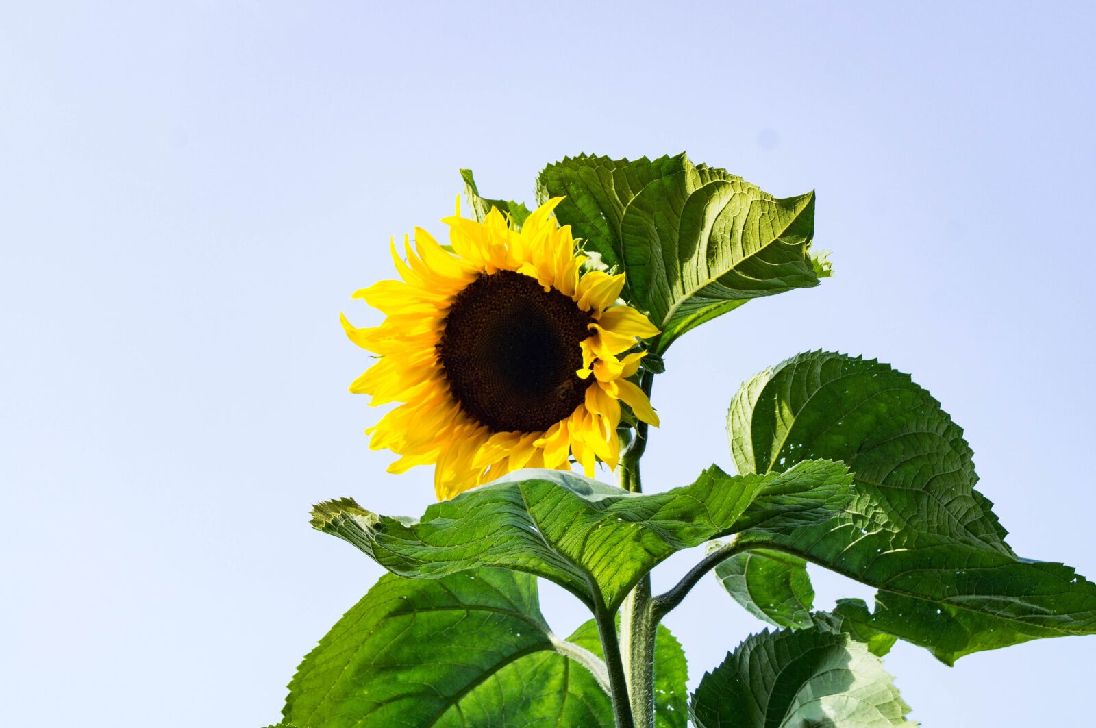 Sony SLT-A37 sample photo. Sunflower, nature, summer photography