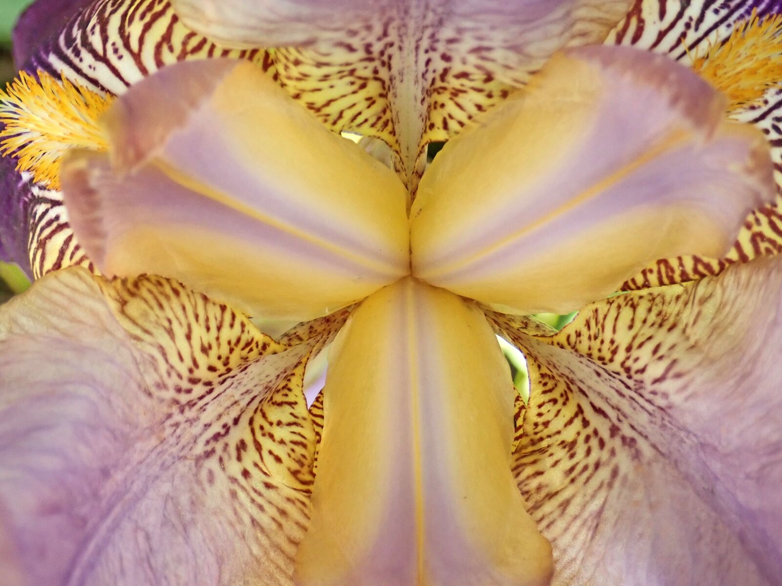 Olympus TG-5 sample photo. Flower, iris, center photography