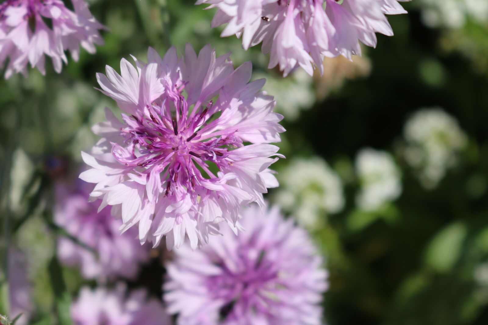 Canon EOS 750D (EOS Rebel T6i / EOS Kiss X8i) sample photo. Flowers, nature, garden photography