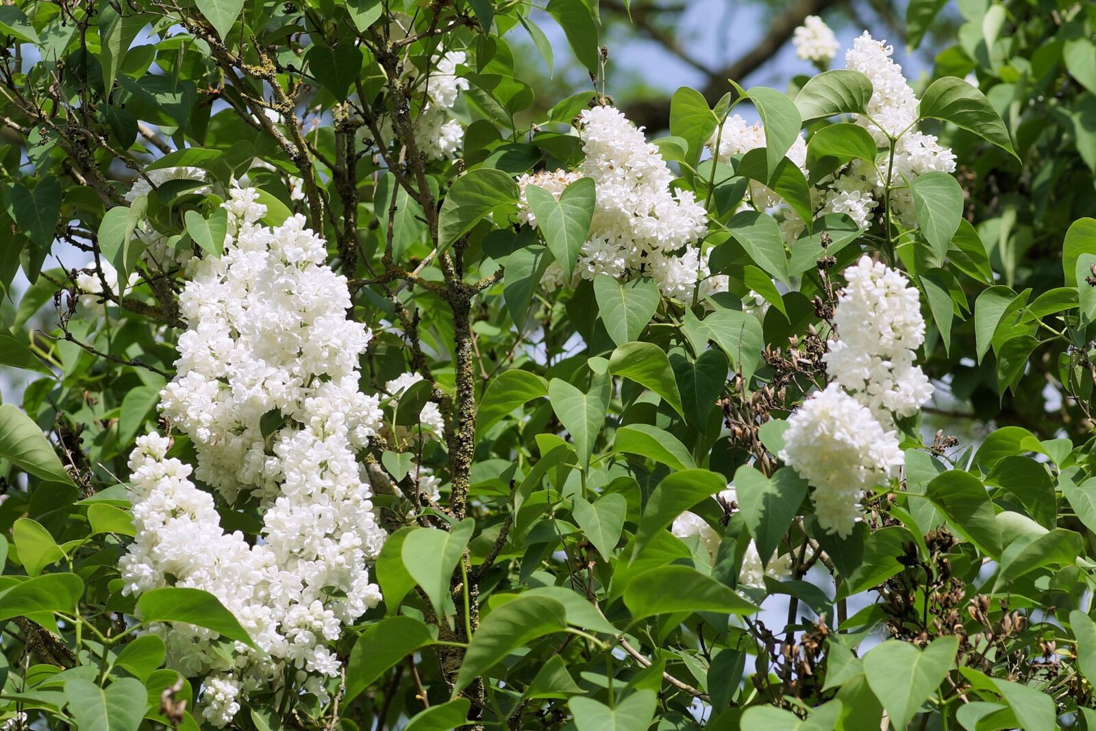 Sony a99 II sample photo. Flowers, lilac, white photography