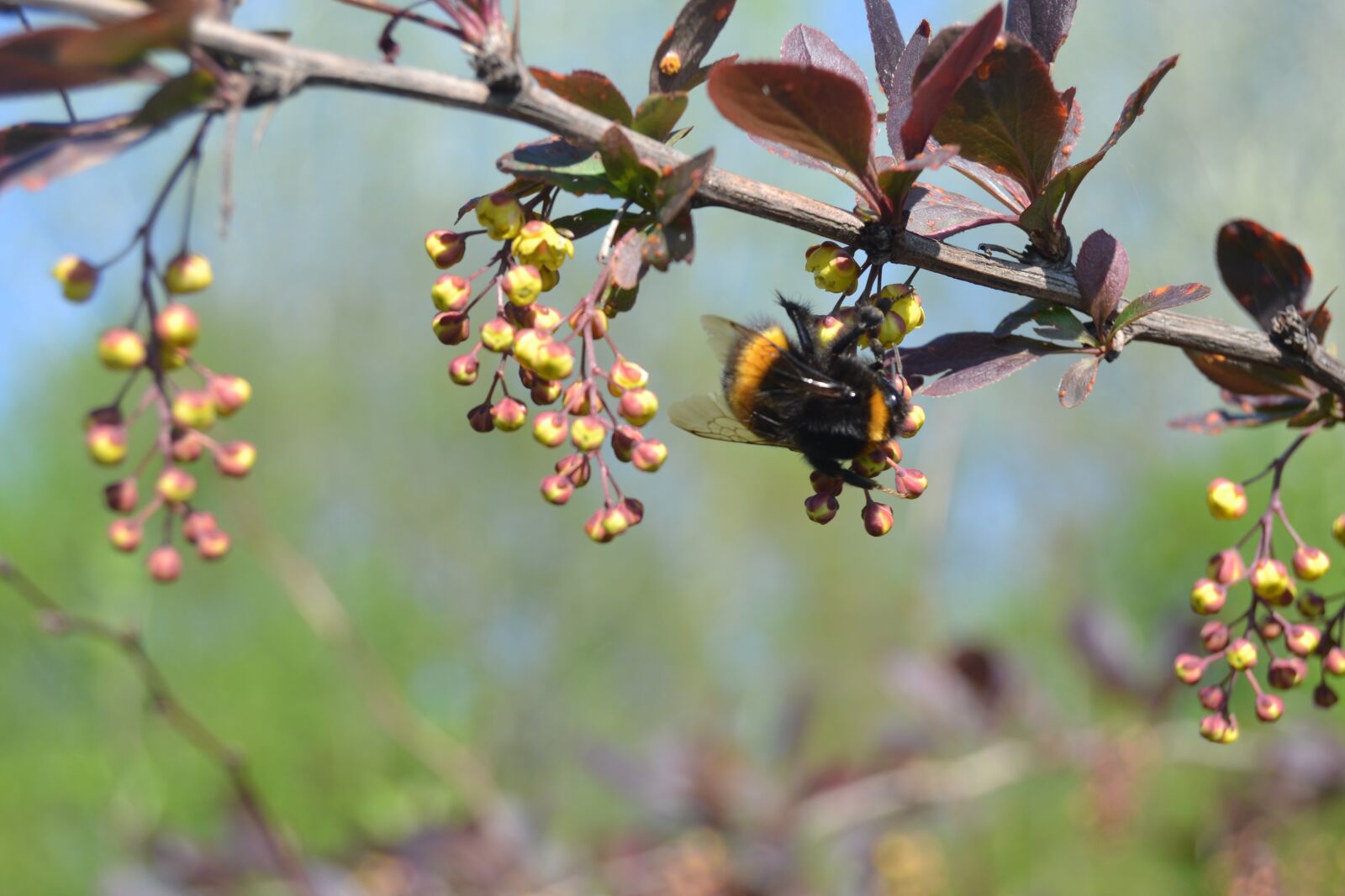 Nikon D3100 sample photo. Bee, flower, insect photography