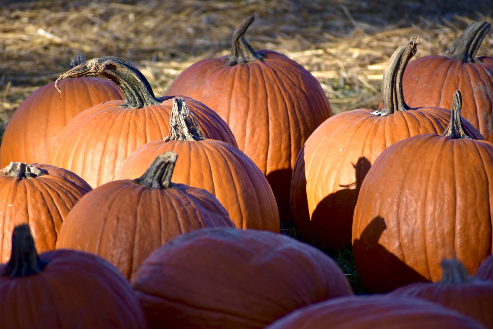 Nikon D3400 sample photo. Pumpkin, hay, farm photography