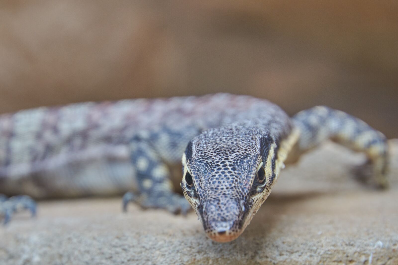 Nikon D7200 sample photo. Lizard, reptile, close up photography