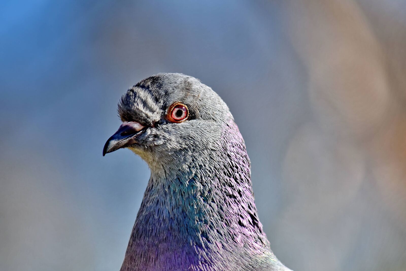 Nikon D5500 sample photo. Animal, beak, close-up, colorful photography