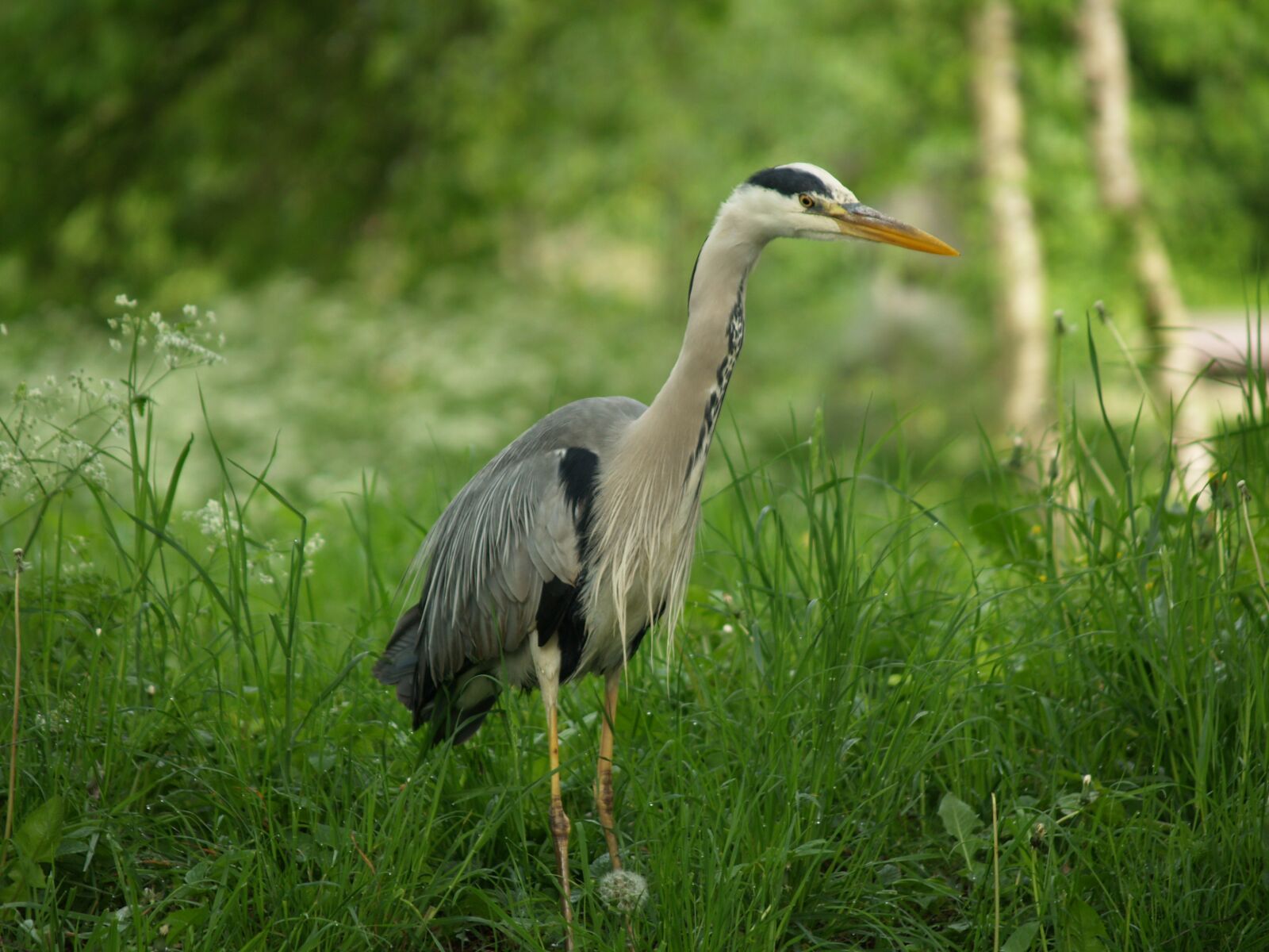 Olympus E-500 (EVOLT E-500) sample photo. Grey heron, natural, outdoor photography