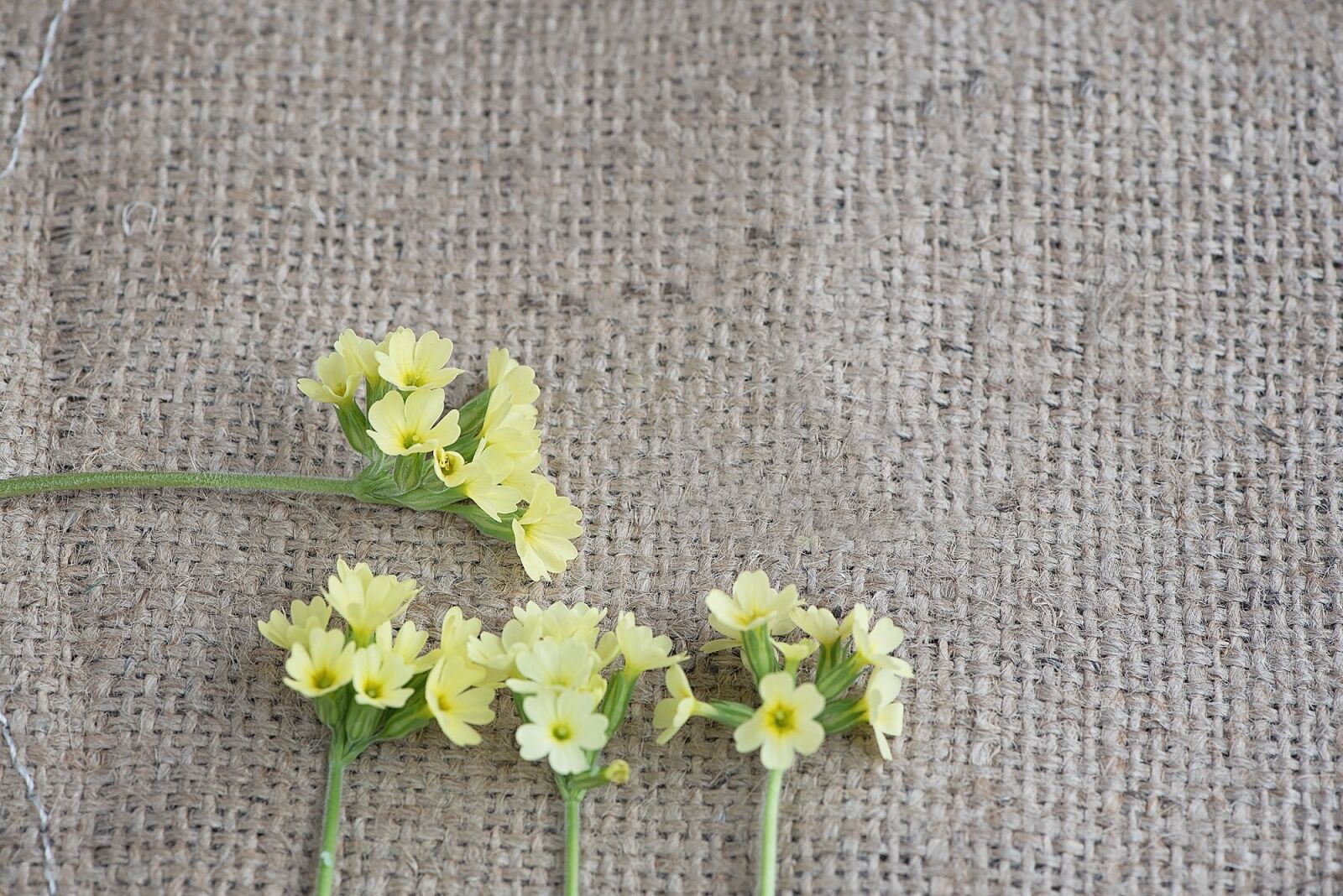 Nikon D750 sample photo. Cowslip, yellow, flowers photography