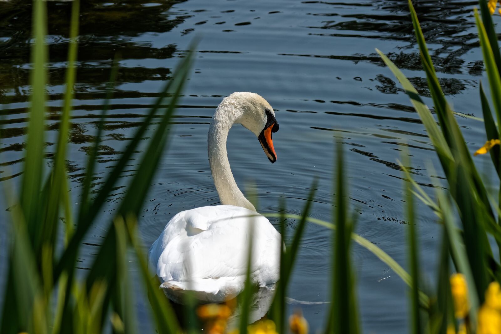 Canon EOS 500D (EOS Rebel T1i / EOS Kiss X3) sample photo. White swan, swan, pond photography
