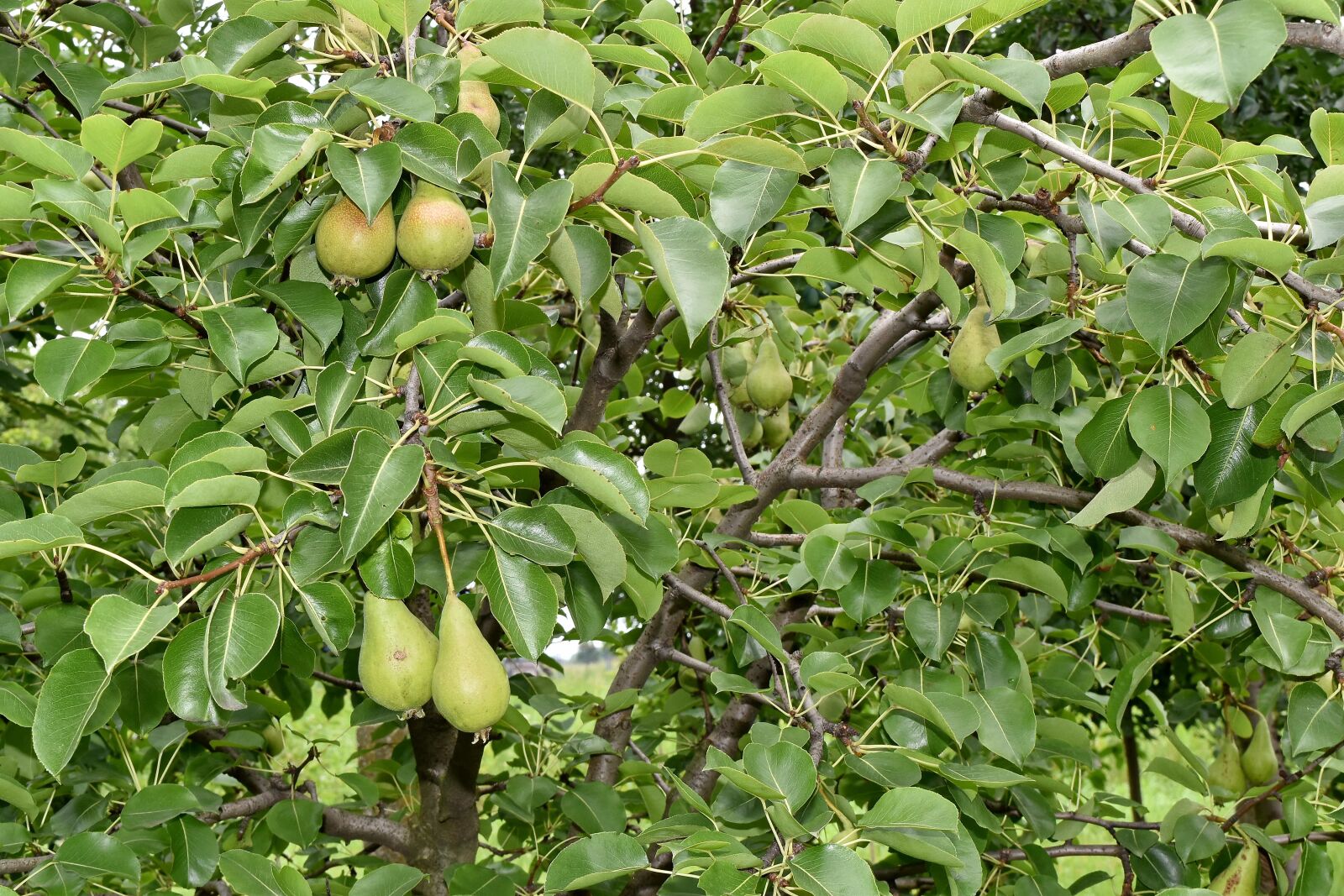Nikon D5500 sample photo. Orchard, pears, trees, produce photography