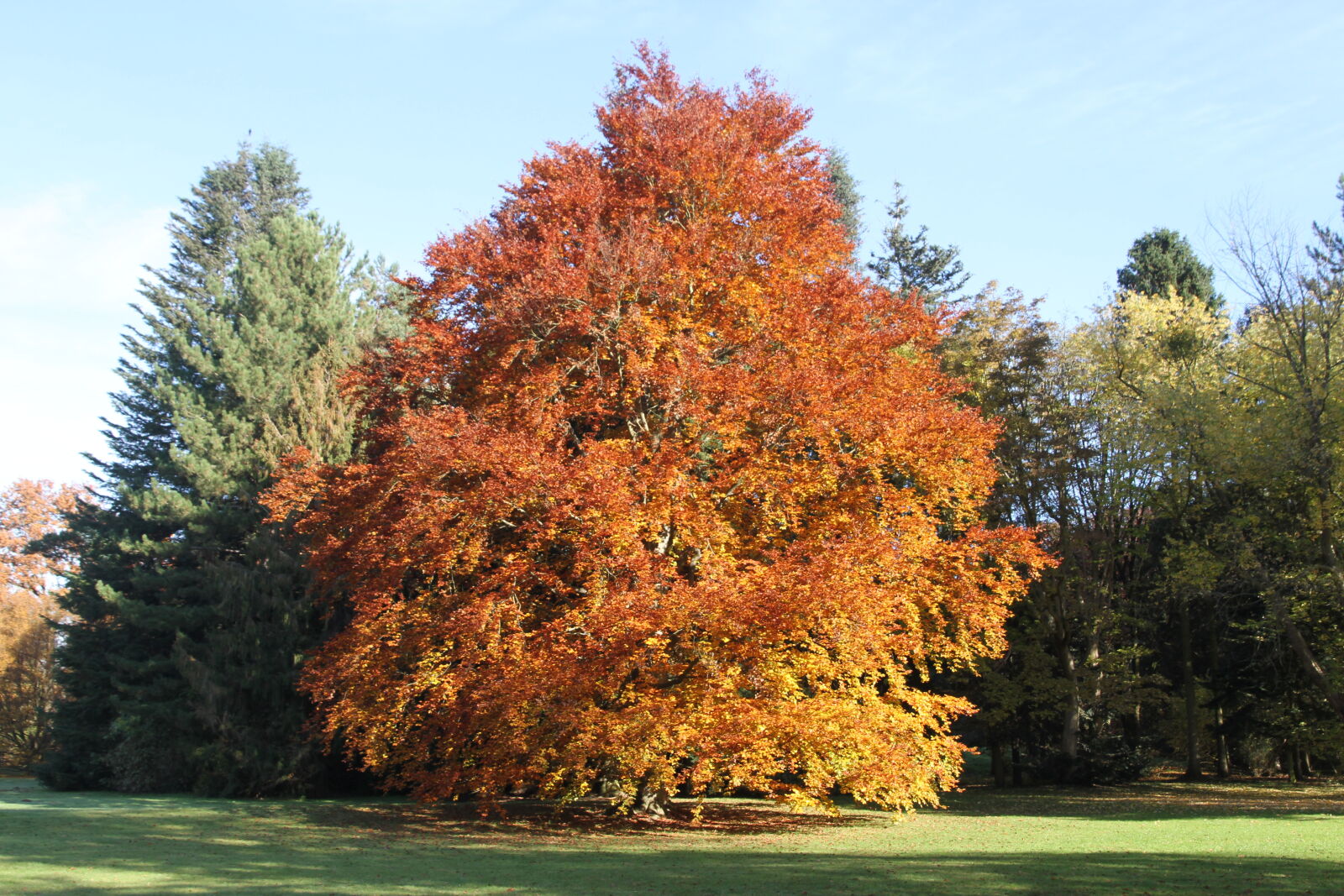 Sigma 17-70mm F2.8-4 DC Macro OS HSM sample photo. Herbst photography