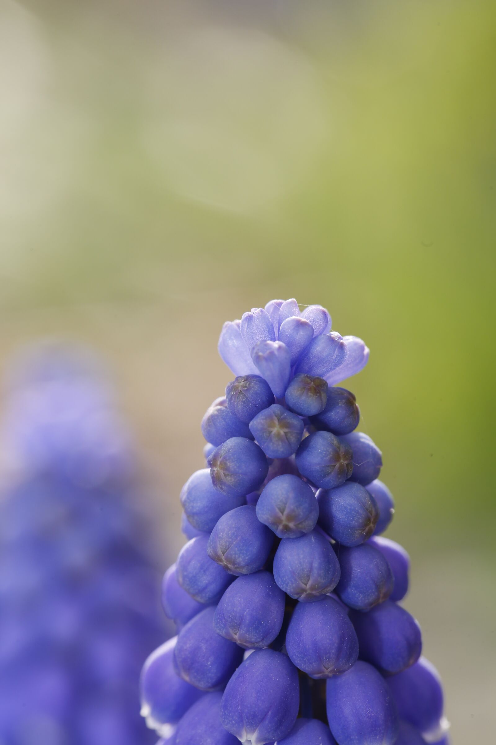 Canon EF 100mm F2.8L Macro IS USM sample photo. Spring, bud, sprout photography