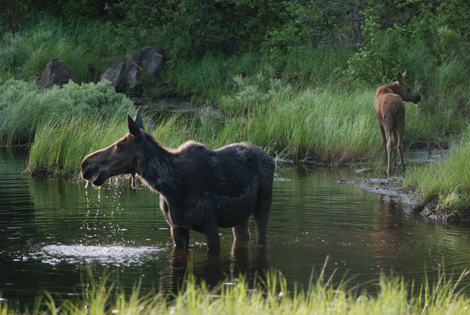 Nikon D80 sample photo. Moose, you look this photography