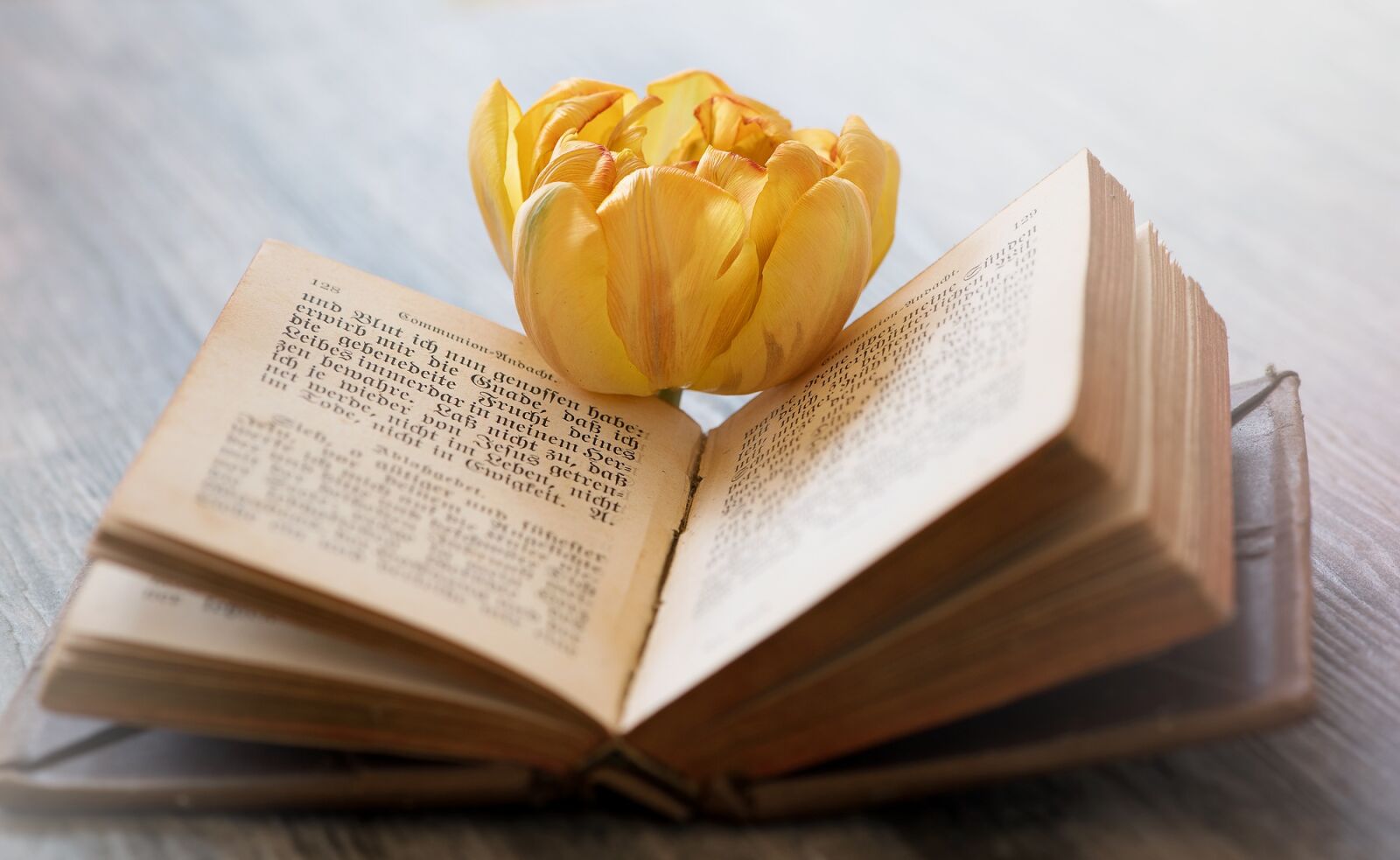 Nikon D750 sample photo. Book, old book, old photography