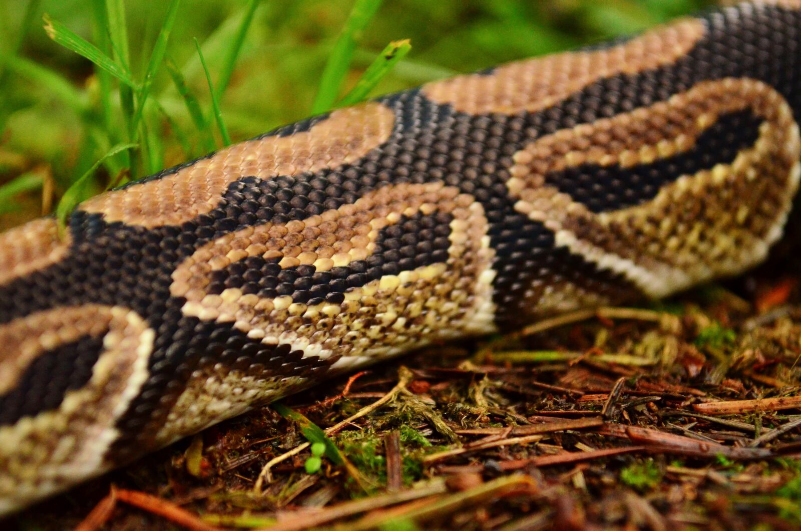Nikon D5100 sample photo. Snake, python, reptile photography