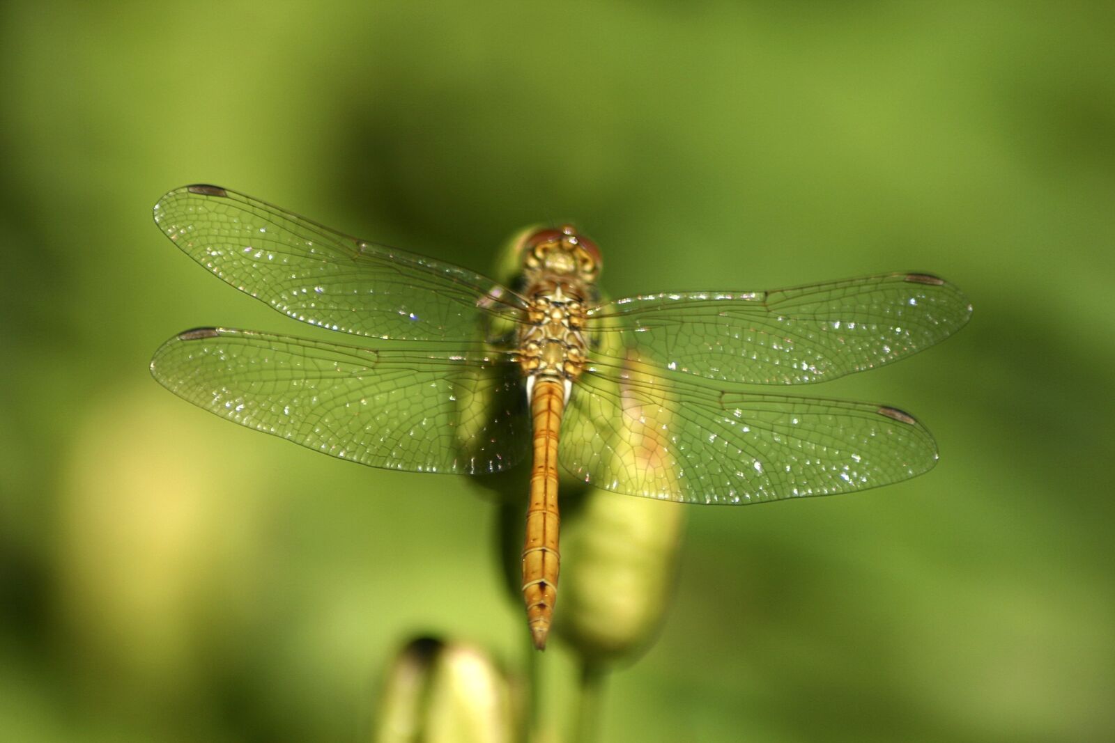 Canon EOS 300D (EOS Digital Rebel / EOS Kiss Digital) sample photo. Dragonfly, jo boonstra, groningen photography