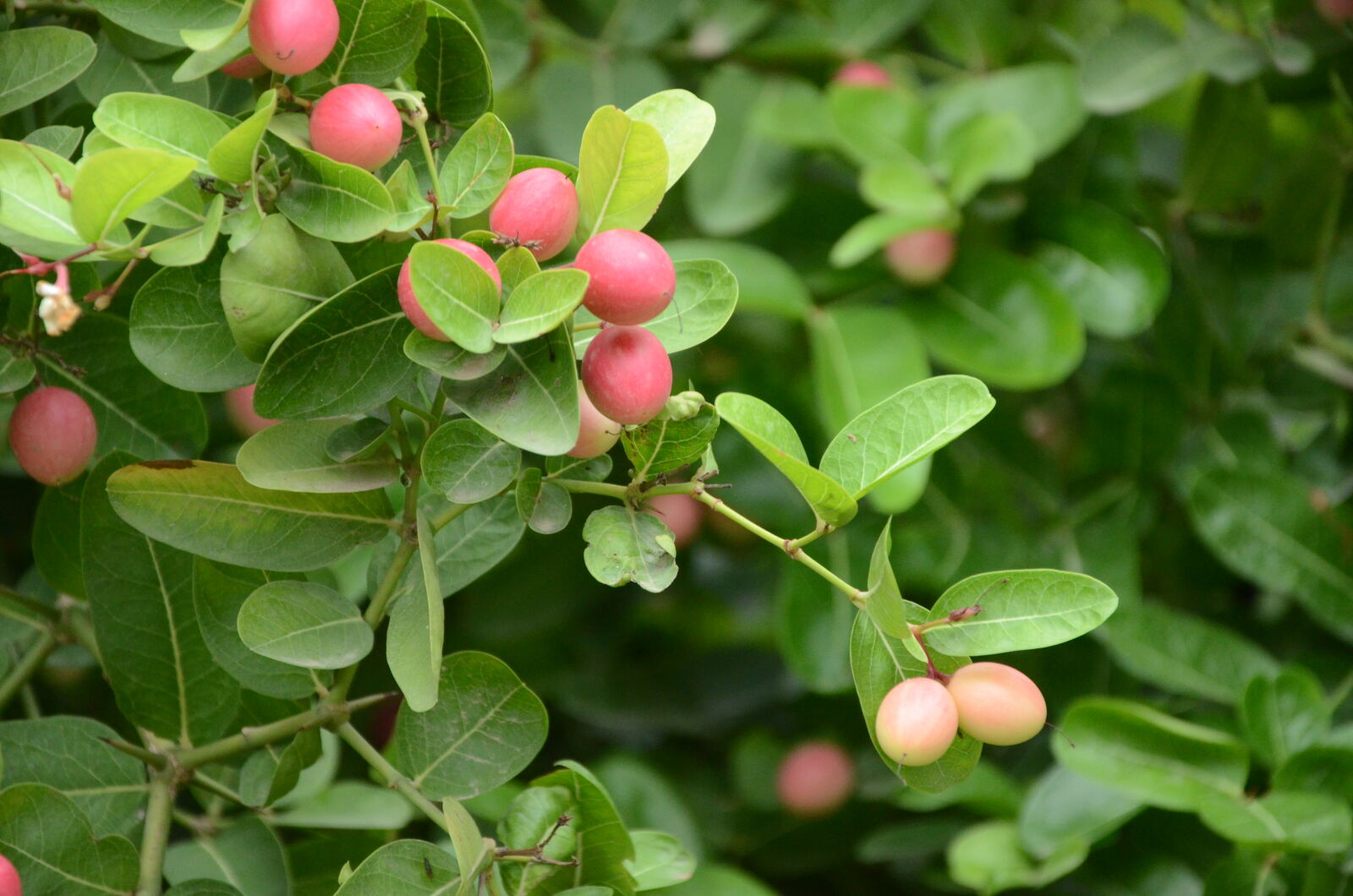 Nikon D7000 sample photo