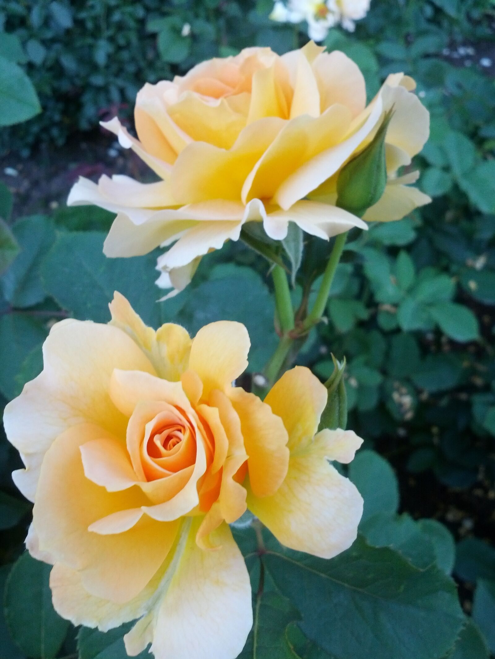 Samsung Galaxy Nexus sample photo. Rose, flower, flora photography