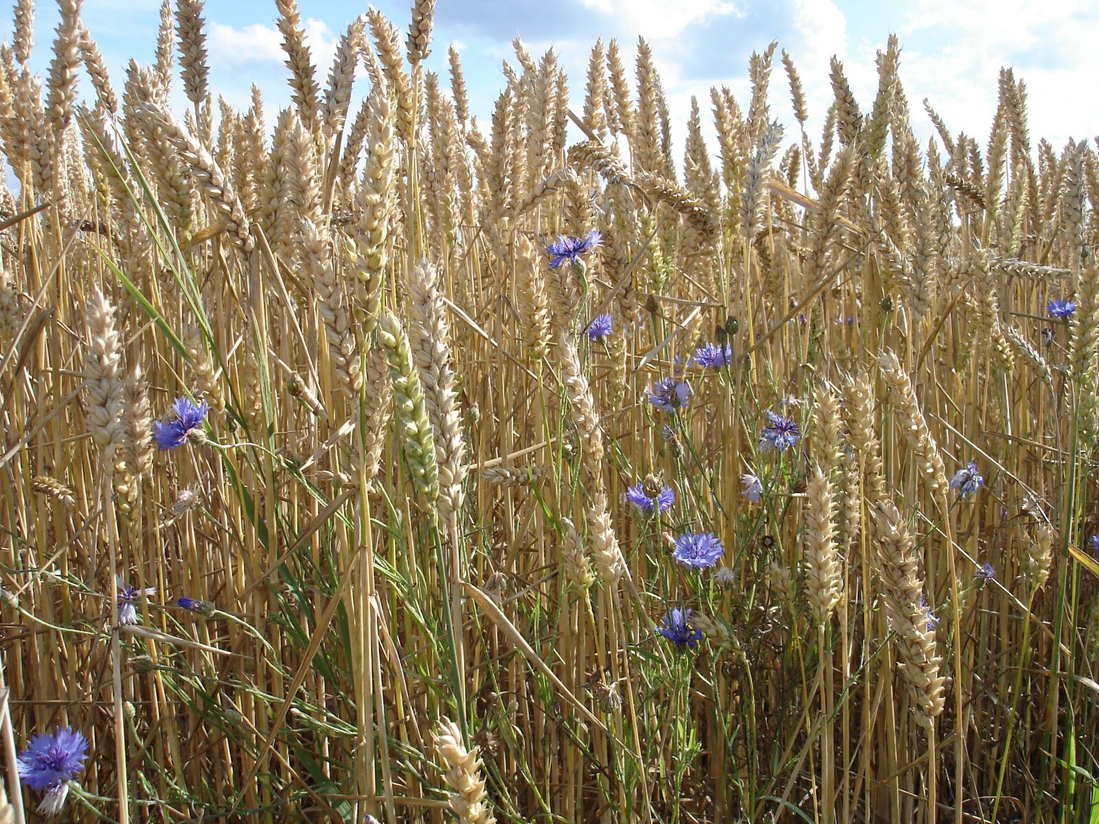 Sony DSC-W5 sample photo. Wheat, field, go photography