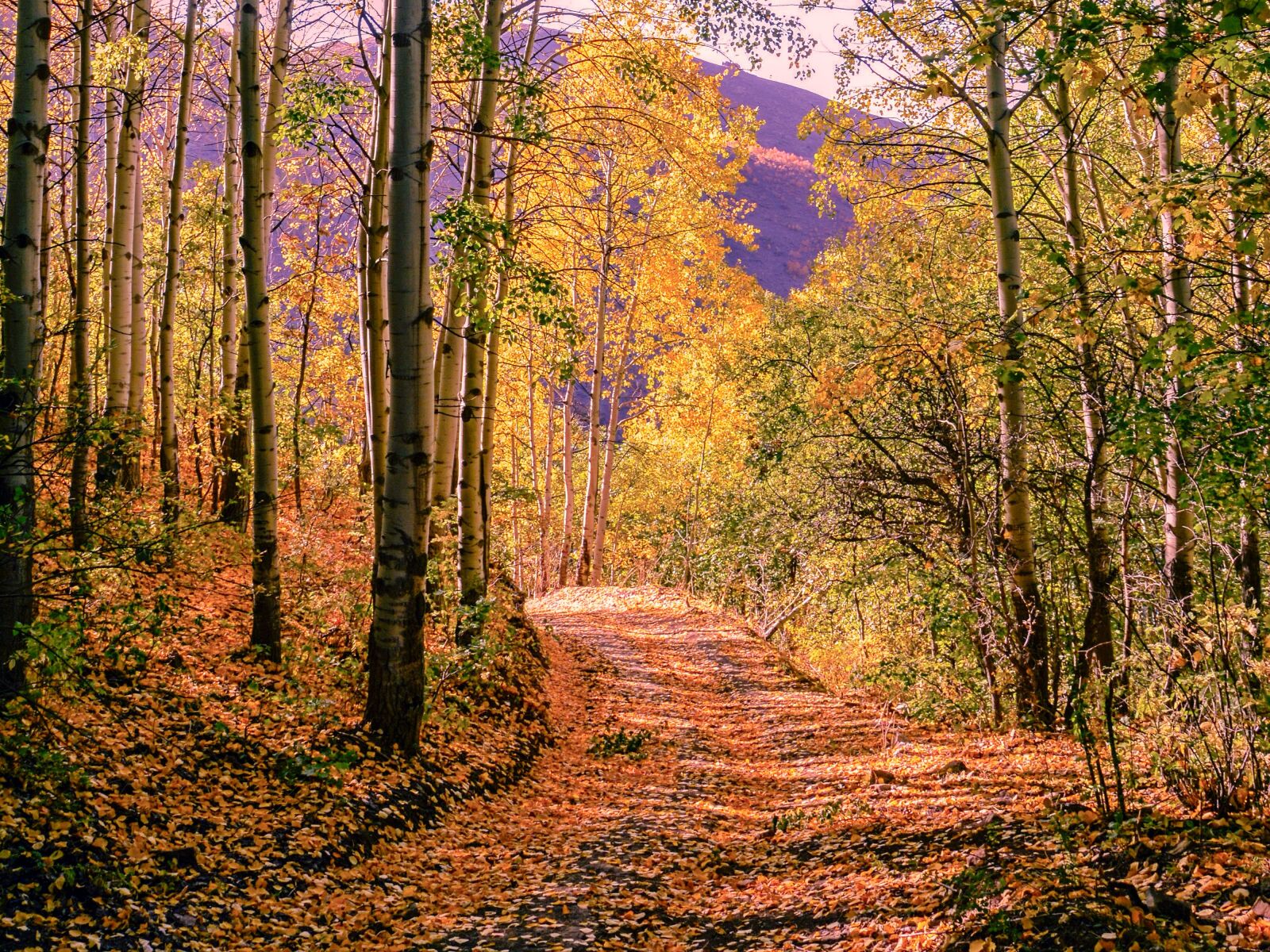 Nikon D7100 sample photo. Autumn, season, nature photography