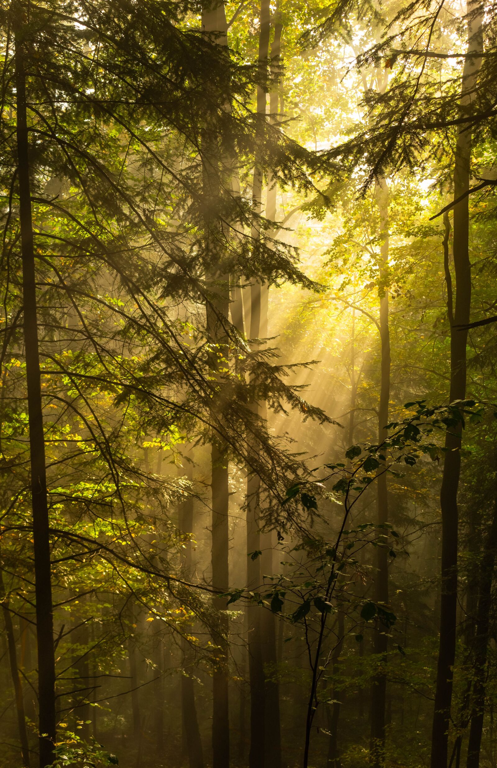 Canon EOS 700D (EOS Rebel T5i / EOS Kiss X7i) sample photo. Forest, the rays, morning photography