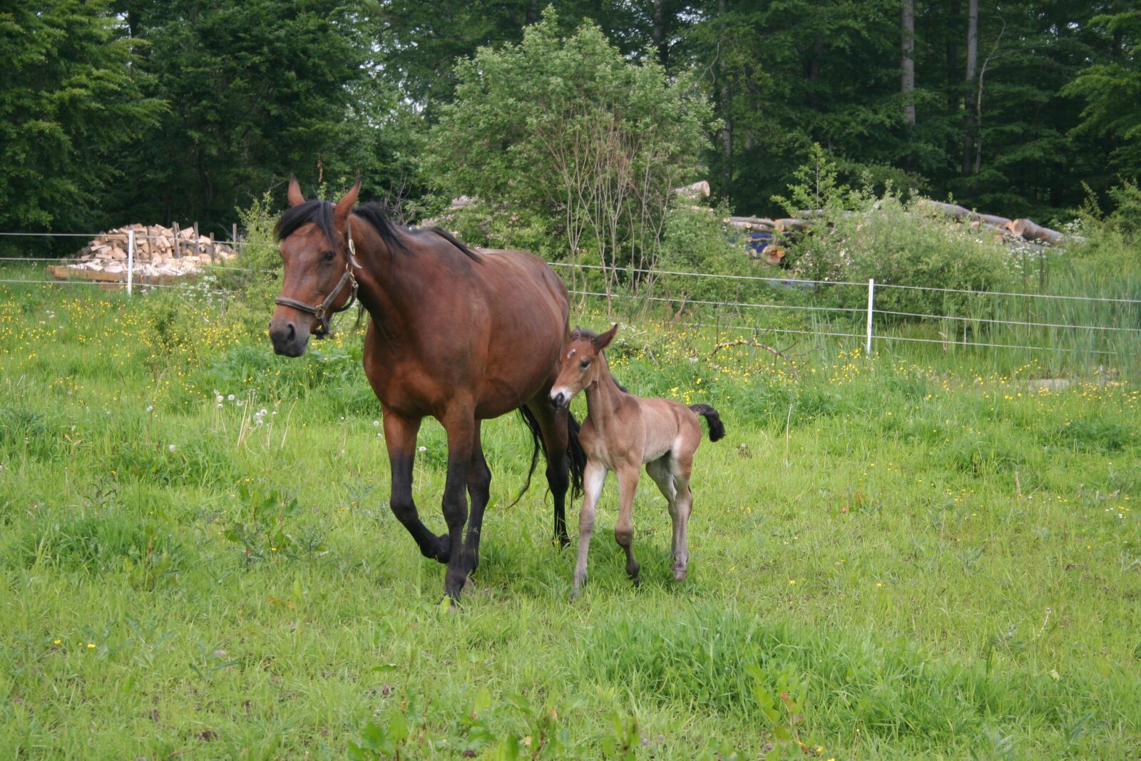 Canon EOS 350D (EOS Digital Rebel XT / EOS Kiss Digital N) sample photo. Horse, foal, animals photography