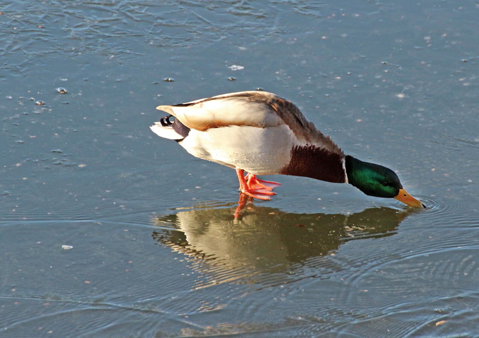 Canon EOS 600D (Rebel EOS T3i / EOS Kiss X5) sample photo. Nature, animals, birds photography
