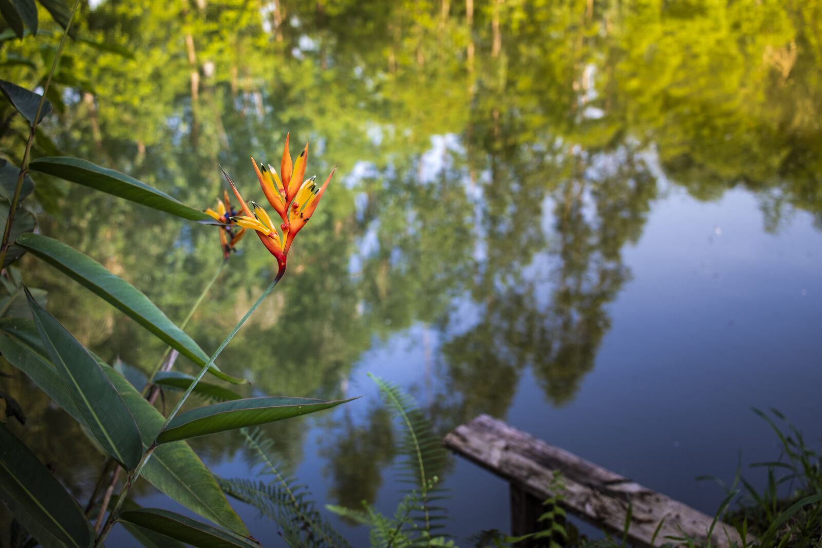 Canon EF-S 24mm F2.8 STM sample photo. Flower, rio, flowers photography