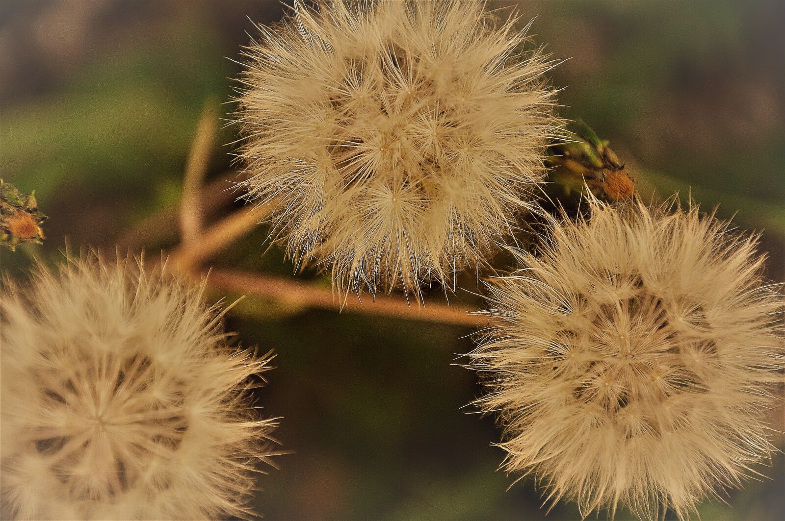 Nikon D90 sample photo. Nature, flower, spring photography