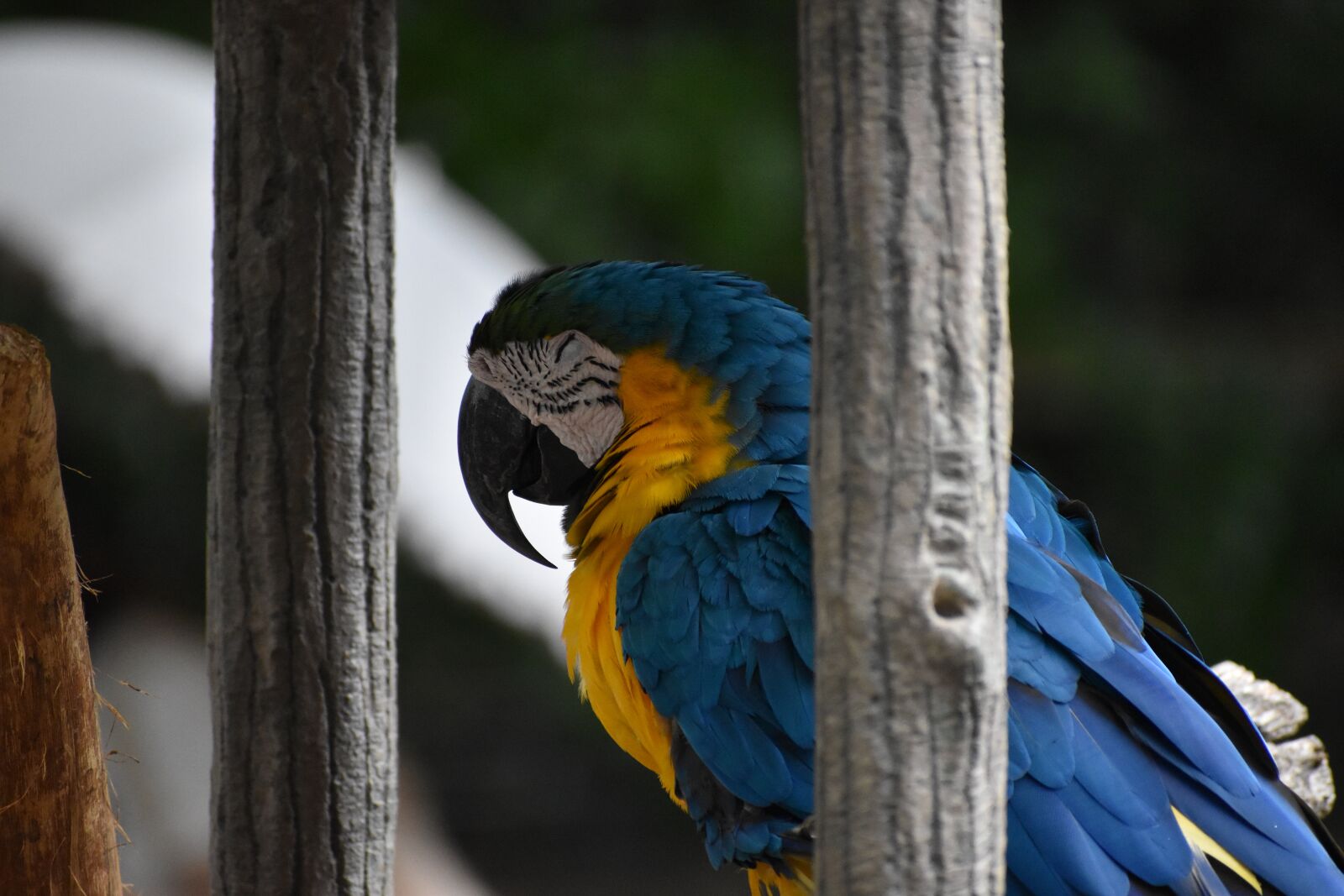 Nikon D5600 sample photo. Bird, zoo, blue photography