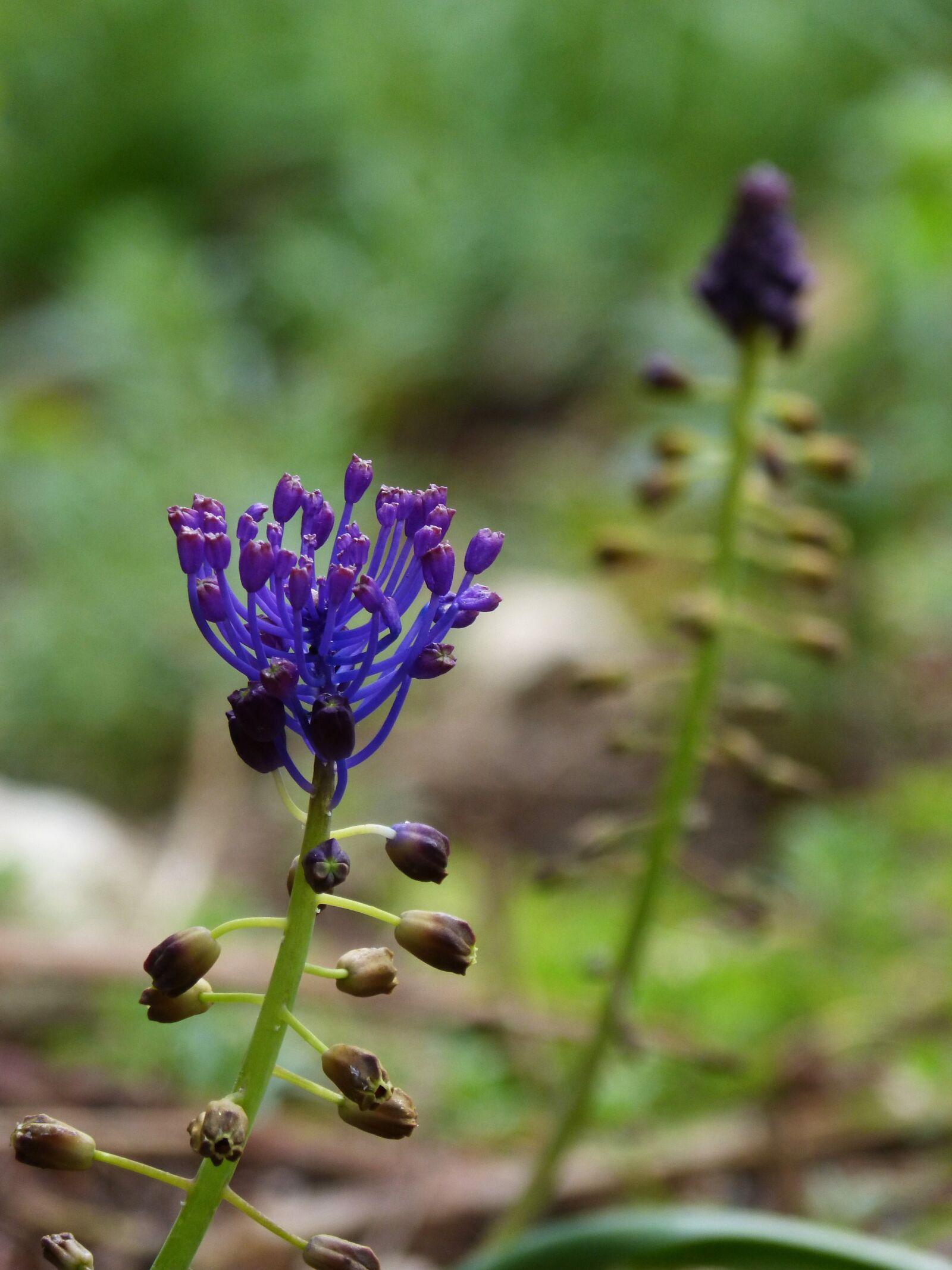 Panasonic DMC-FZ62 sample photo. Wild flower, curiously, lilac photography