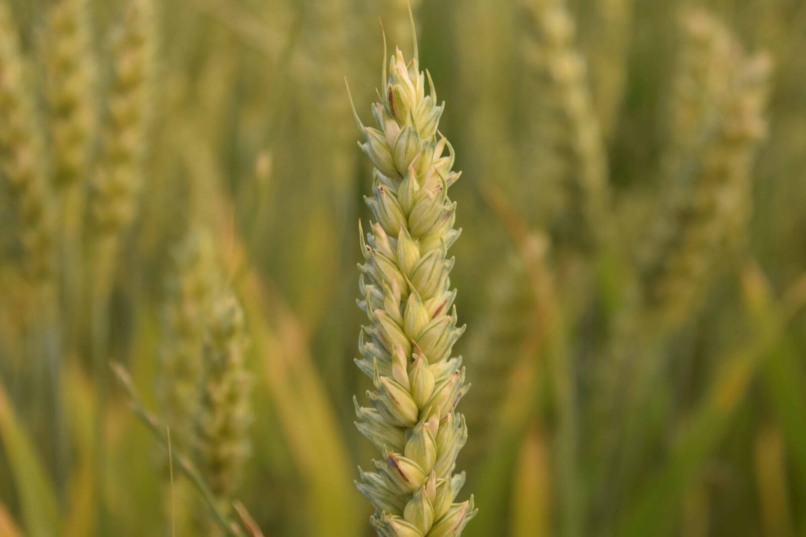 Nikon D3300 sample photo. Nature, summer, cereal, agriculture photography