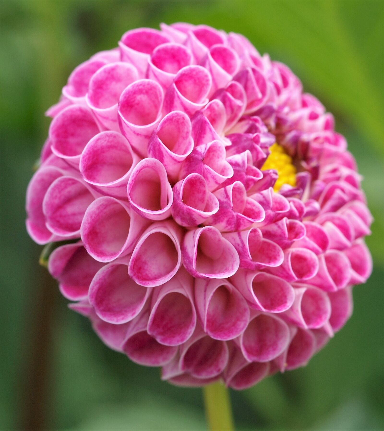 Olympus E-520 (EVOLT E-520) sample photo. Dahlia, pompom, flower photography