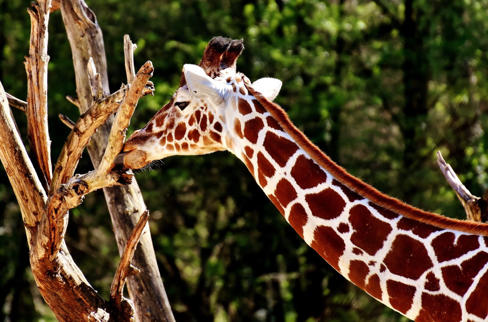 Nikon D7200 sample photo. Giraffe, wild animal, stains photography