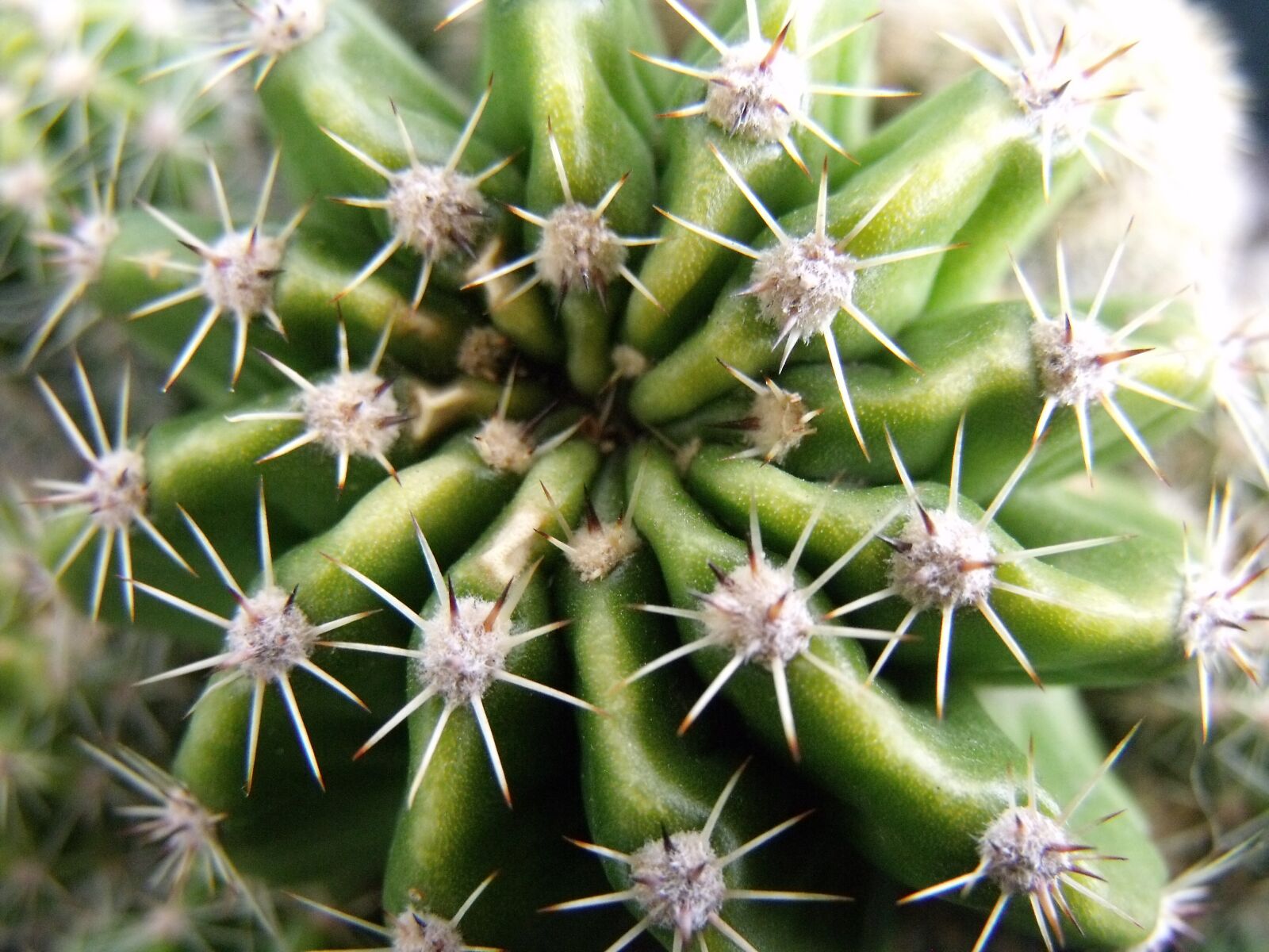 Fujifilm FinePix S1500 sample photo. Cactus, green, nature photography