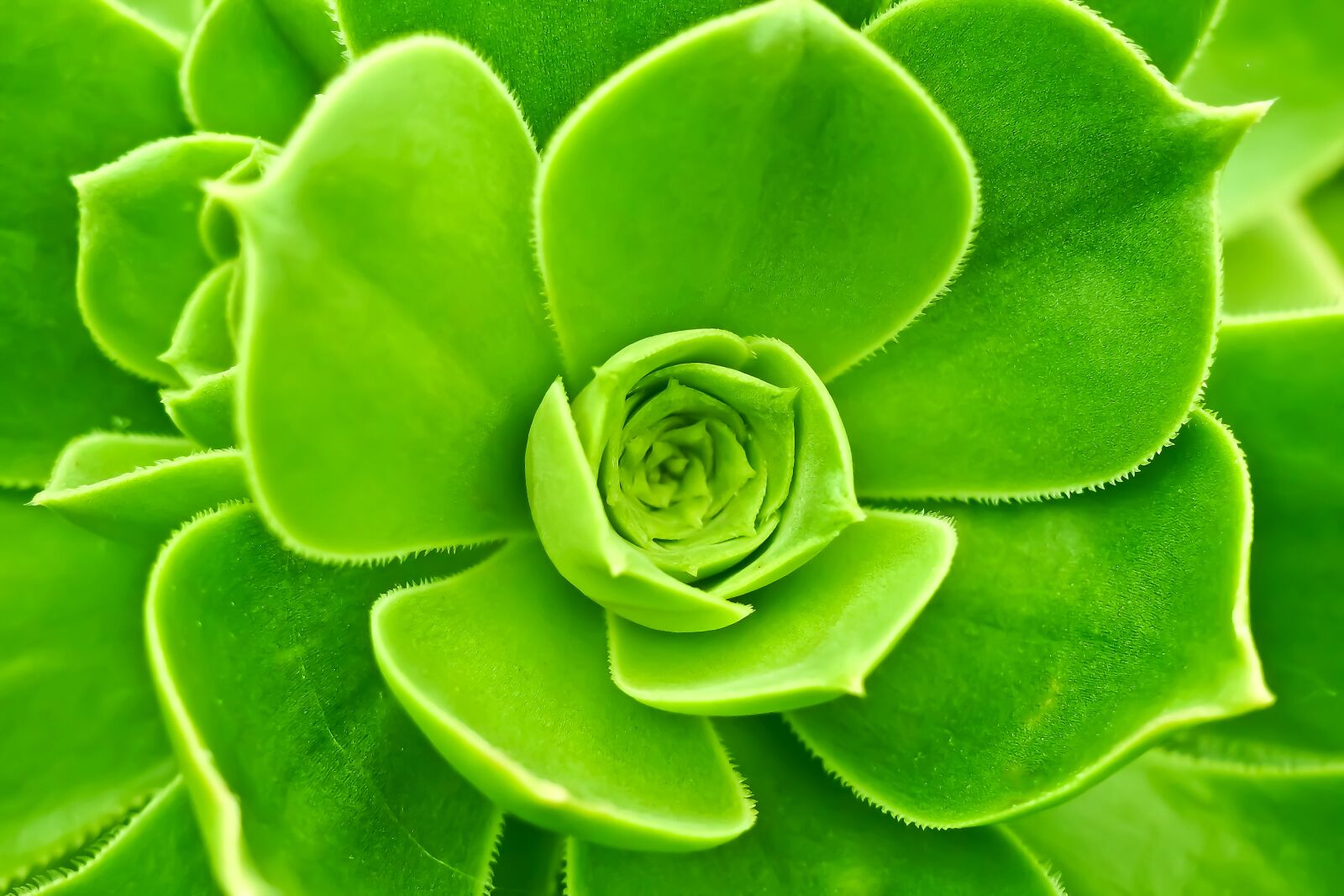 Olympus OM-D E-M10 sample photo. Wurz, houseleek, turmeric plant photography