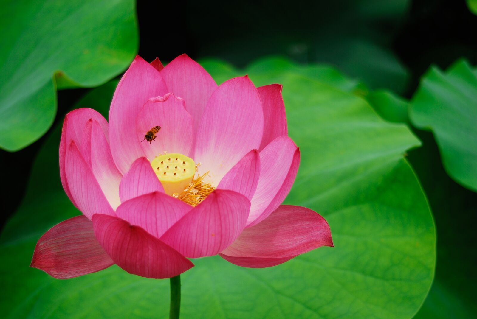 Nikon D200 sample photo. Lotus, flower, nature photography