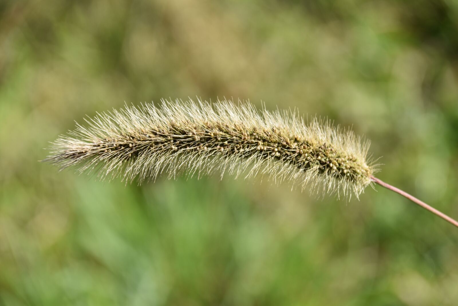 Nikon D5600 sample photo. Graminé, plant, flower graminé photography