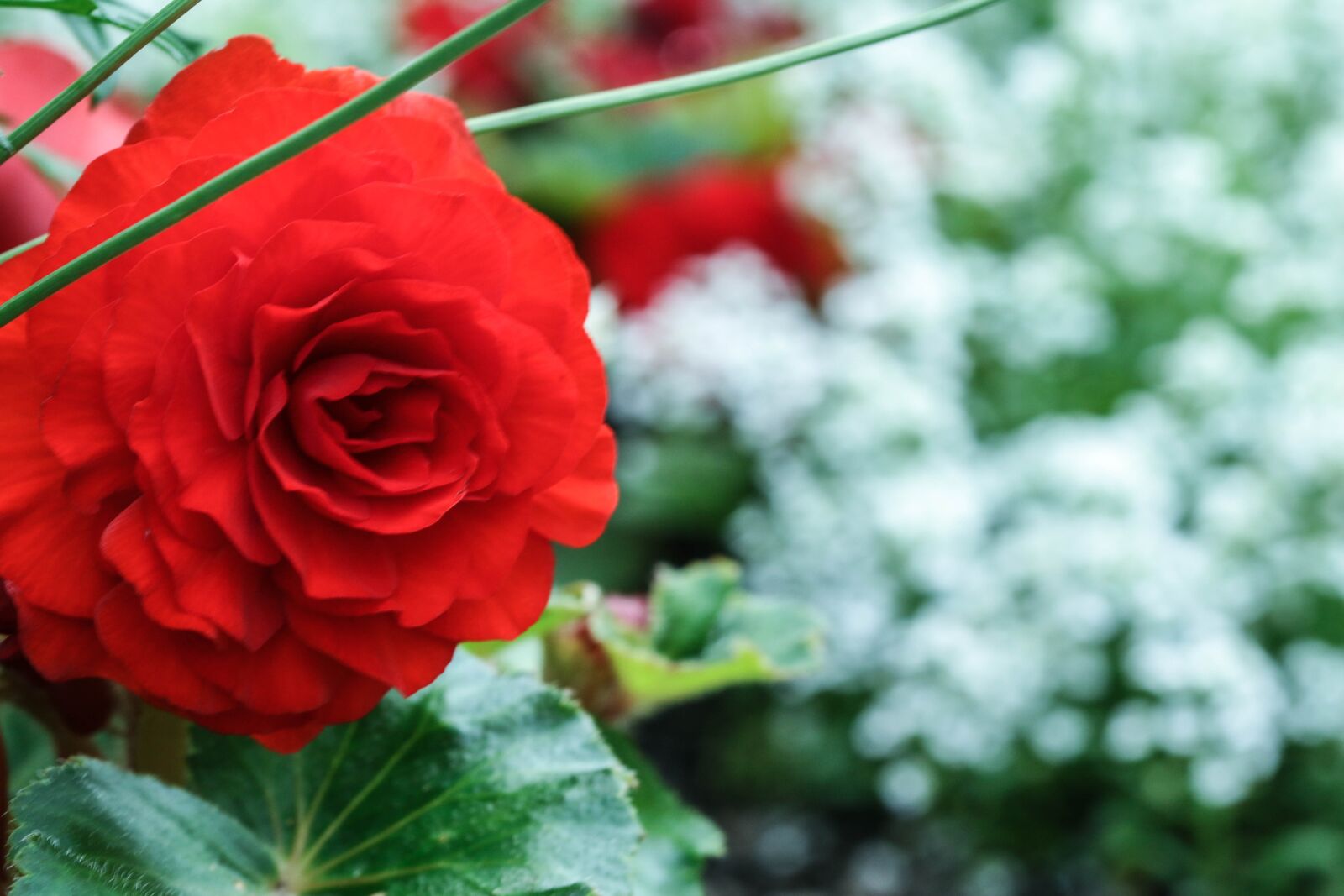 Canon EOS 7D Mark II sample photo. Rose, red, white photography