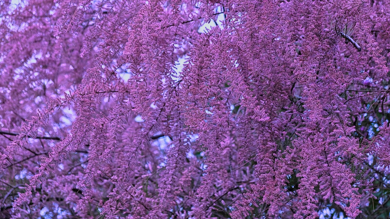 Fujifilm X-T20 sample photo. Tree, blooming, spring photography