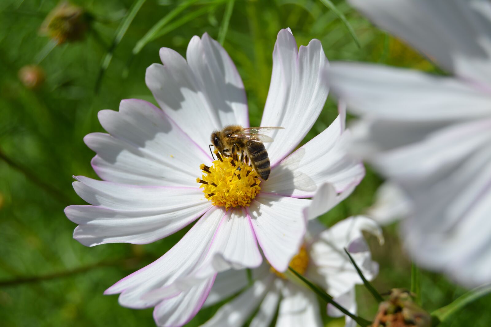 Nikon D5200 sample photo. White, flower, bee photography