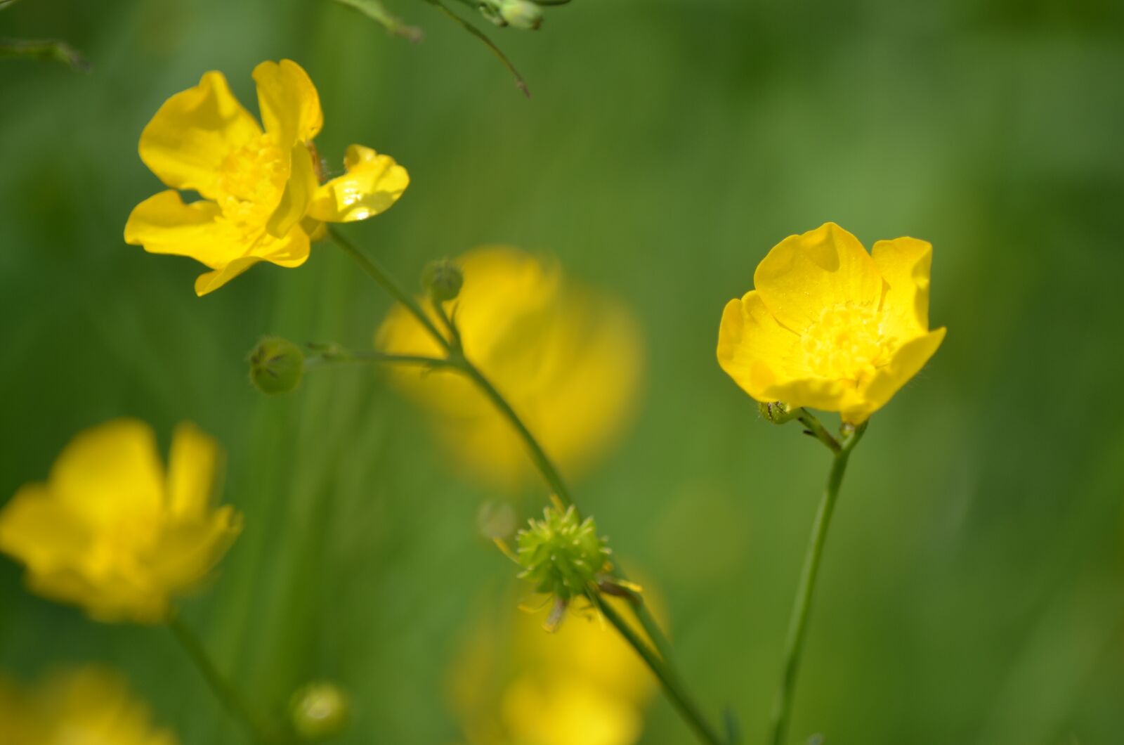 Nikon D5100 sample photo. Fields, buttercups, nature photography