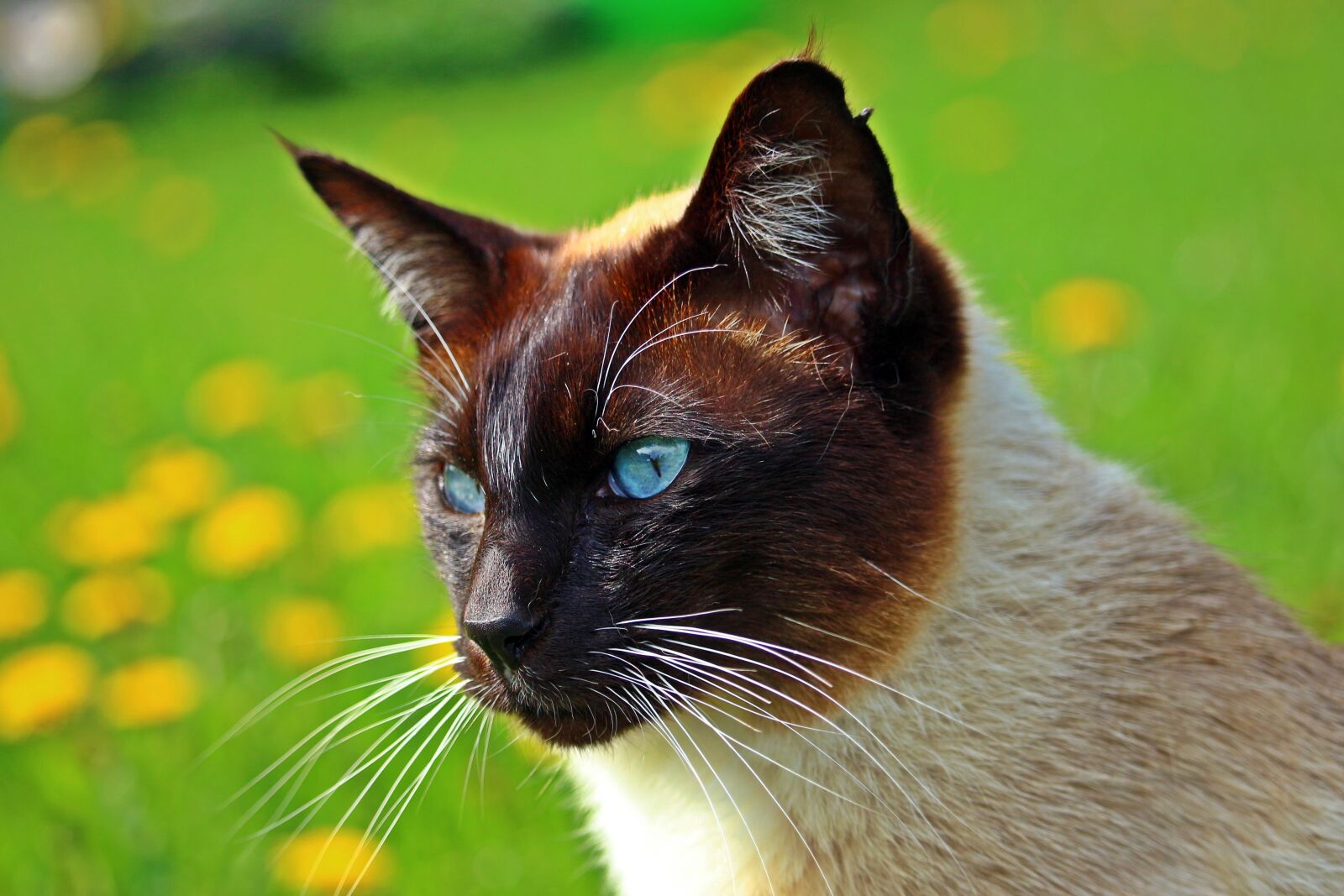 Canon EOS 100D (EOS Rebel SL1 / EOS Kiss X7) sample photo. Cat, siam, breed cat photography