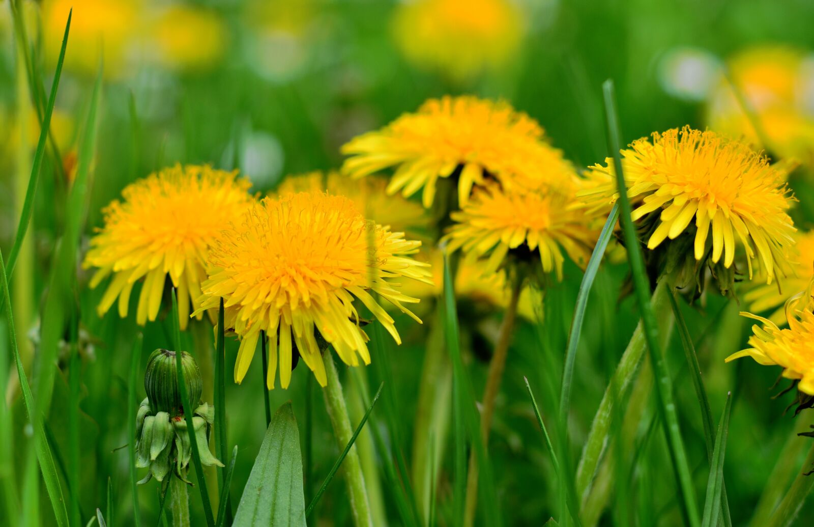 Nikon D5200 sample photo. Dandelion, pollen, nature photography